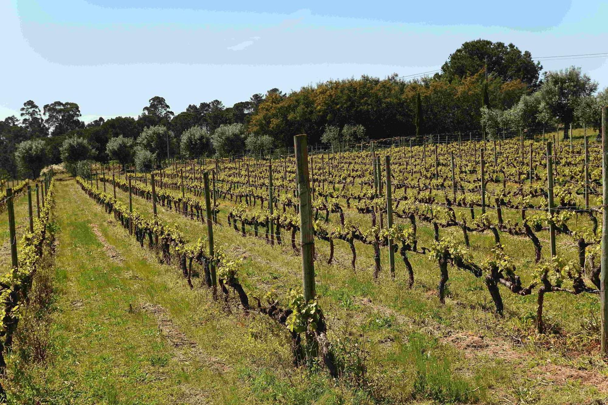 Quinta Da Fata Villa Nelas Bagian luar foto
