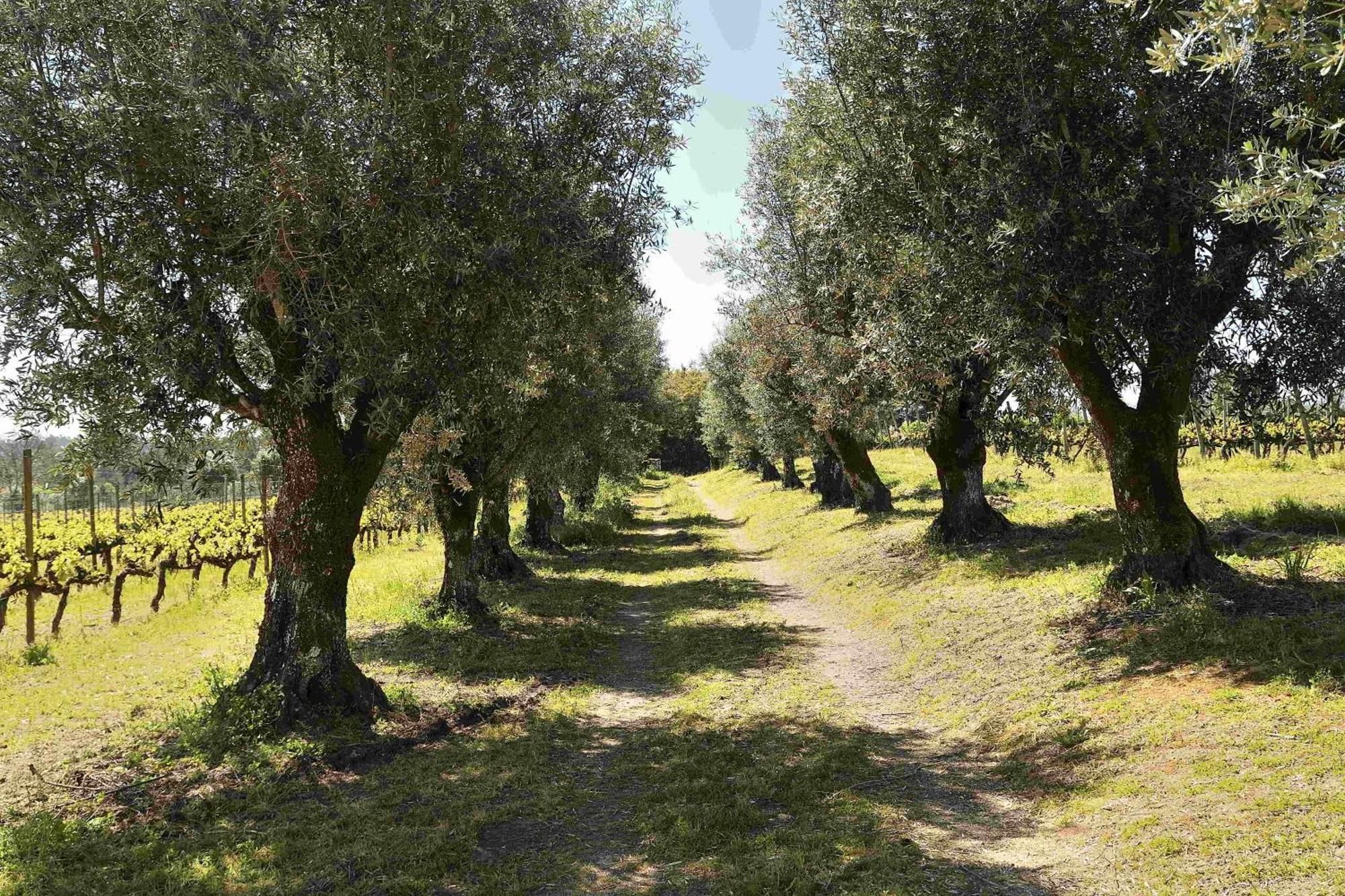 Quinta Da Fata Villa Nelas Bagian luar foto